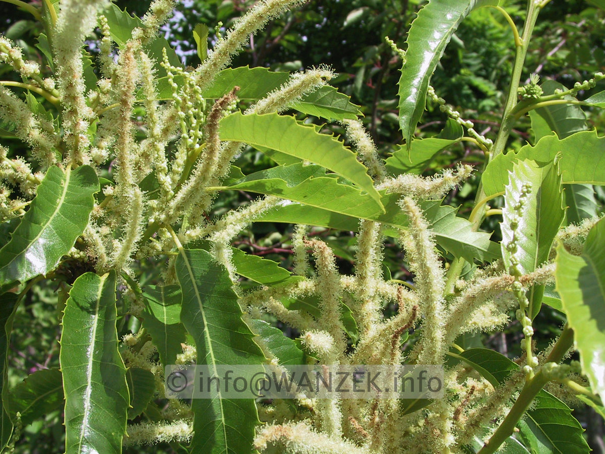 Castanea sativa - Blueten.JPG